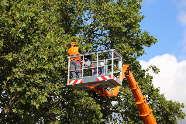 Reliable St Leo, FL Tree Services Solutions